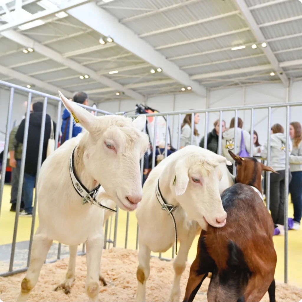 Des chèvres dans un enclos, entourées de personnes lors d'un événement agricole.